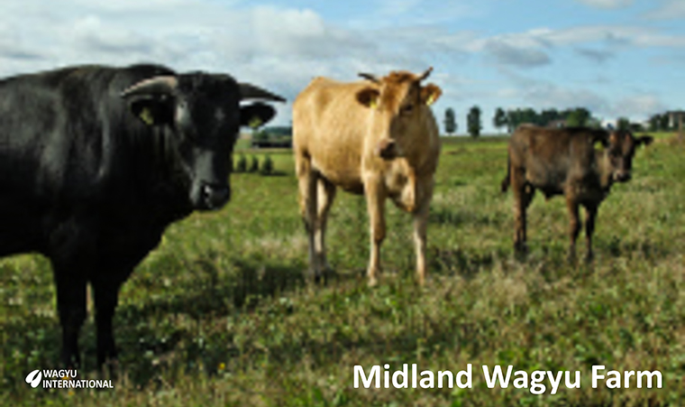 Photograph of Wagyu on Midland Wagyu Farm